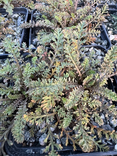 Leptinella dendyi